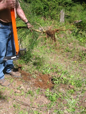 The Extractigator works great at removing Hackberry