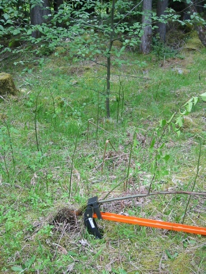 The Extractigator works great with removing Japanese Knotweed